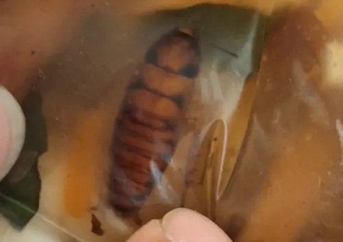▲當事人剛裝好的羹湯內,竟然有整隻蟑螂屍體。(圖/翻攝汐止集團) ▲當事人剛裝好的羹湯內,竟然有整隻蟑螂屍體。(圖/翻攝汐止集團)