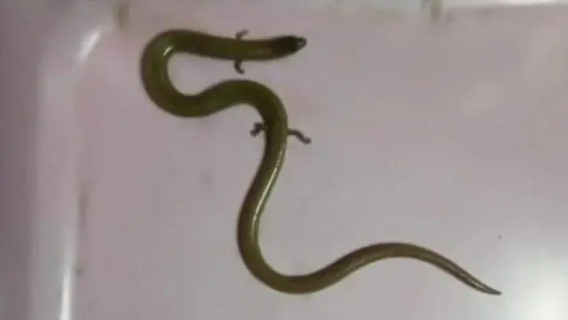 「長腿小蛇」出現在泰國！網友大驚：畫蛇添足是真的