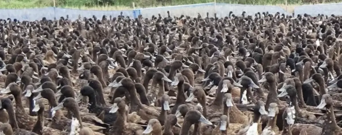 ▲泰國天氣太炎熱，逾5200隻鴨子不願下蛋。（圖／翻攝自曼谷郵報）
