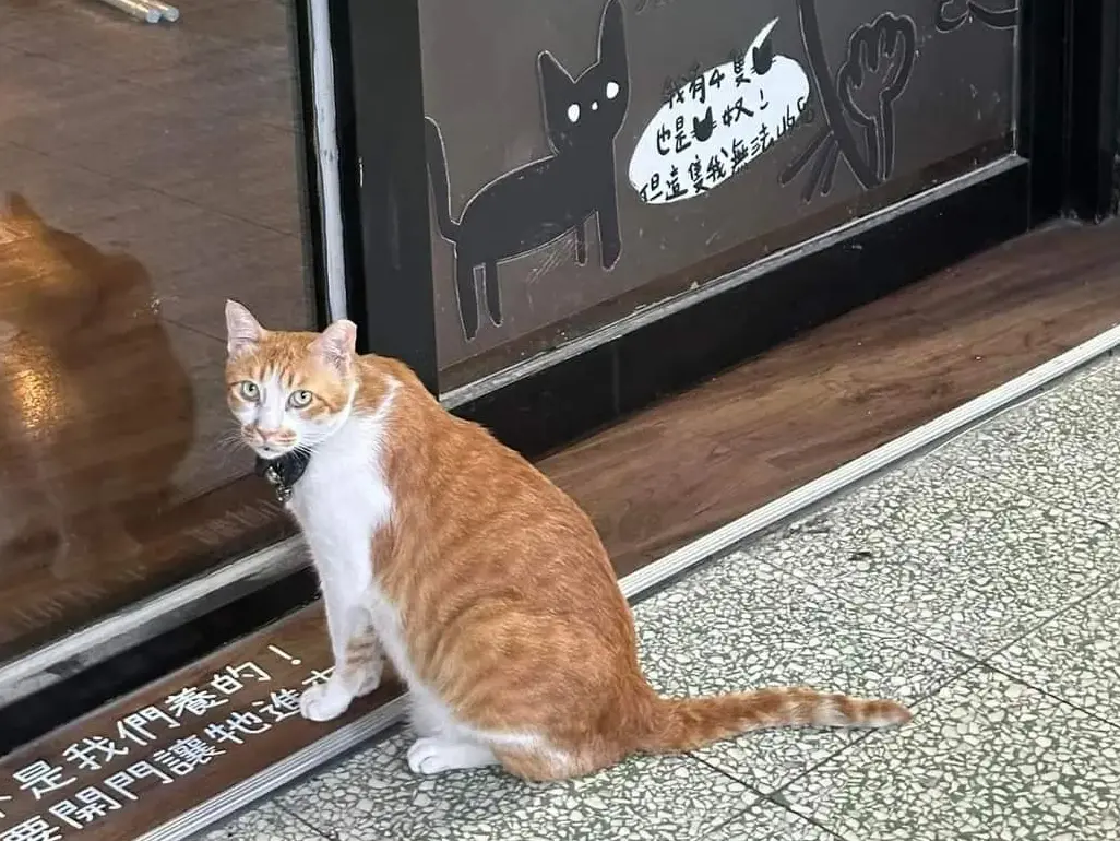 ▲台中這隻橘貓總是跑到隔壁店家串門，店家在門口貼上牠頭像，要客人別幫牠開門爆紅。（圖／翻攝貓咪也瘋狂俱樂部 CrazyCat club臉書）