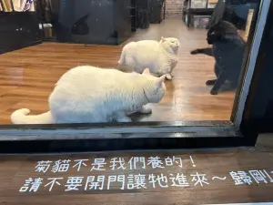 ▲店家自曝橘貓旺來視角畫面!沒想到這店貓們的互動也很有戲啊。(圖/翻攝EDS品辰廣告(Excellent Design Studio)臉書) ▲店家自曝橘貓旺來視角畫面!沒想到這店貓們的互動也很有戲啊。(圖/翻攝EDS品辰廣告(Excellent Design Studio)臉書)