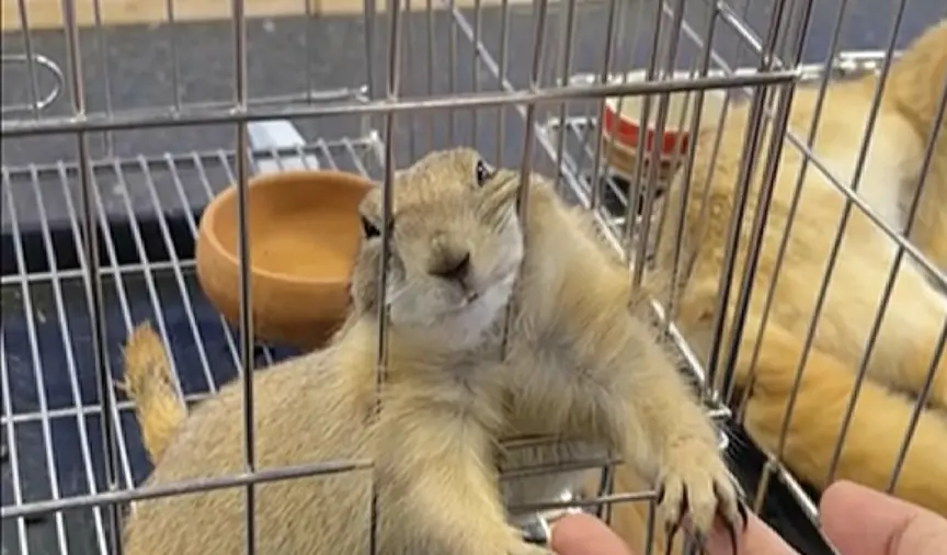 ▲一隻草原犬鼠讓寵物店成打卡熱門點。（圖／翻攝自影片）