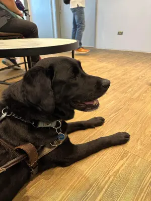 寶媽貼文表示她帶著導盲犬Bobby去韓式炸雞店用餐,卻遭到拒絕。(圖/翻攝寶弟-Bobby的導盲記事臉書) ▲寶媽貼文表示她帶著導盲犬Bobby去韓式炸雞店用餐,卻遭到拒絕。(圖/翻攝寶弟-Bobby的導盲記事臉書)