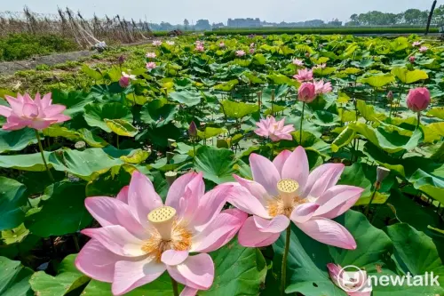 ▲白河蓮花季精彩活動持續至8月  黃偉哲力推白河周邊輕旅行