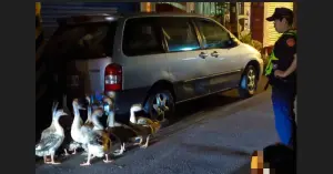 早趕鴕鳥晚追大鵝!野狗害鵝群逃命 台中飼主對警察喊拍謝
