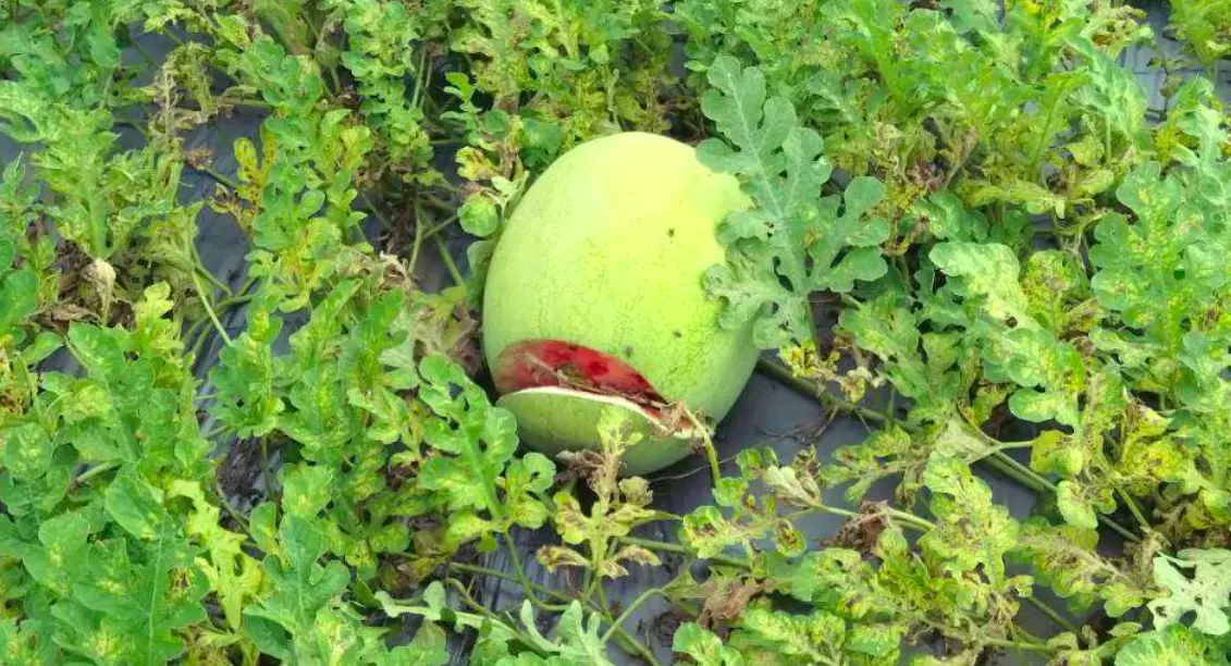 ▲雲林縣東勢、台西及四湖等3鄉西瓜受4月豪雨影響出現裂果、腐爛等情形，損失慘重。（圖／雲林縣政府農業處）