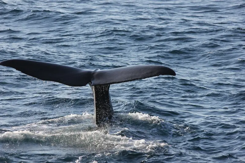 ▲抹香鯨能透過呼吸系統擠壓空氣，在水下發出聲音相互溝通，最新研究發現，鯨魚們利用這些聲音的方式有點類似人類的「字母」，透過每個聲音代表的字母，進一步組成單字而成為所謂的「鯨魚語言」。（示意圖／翻攝自Pixabay）