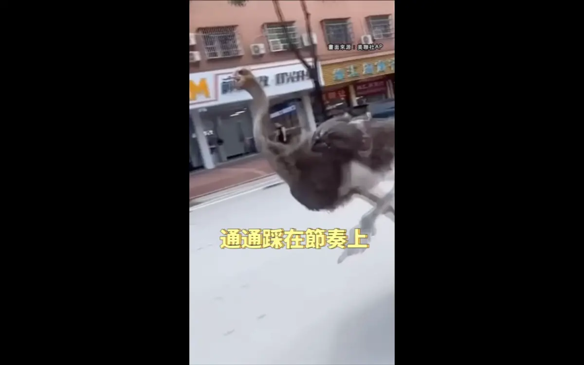 ▲中國廣東日前也發生鴕鳥在馬路高速奔跑的奇景，這隻投奔自由的鴕鳥還跑進街旁商店走走看看，仿佛想要購物，讓圍觀民眾驚呼連連。（圖／翻攝自美聯社影片截圖）