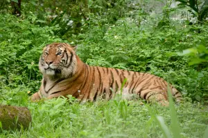 北市動物園添新成員！全球保育馬來虎亮相　虎航續支持認養計畫
