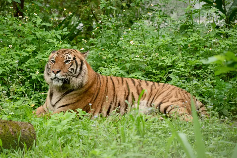 ▲台北市立動物園添新成員，今（11）日正式放展馬來虎，台灣虎航也宣布將持續支持動物園動物認養計畫。（圖／台灣虎航提供）