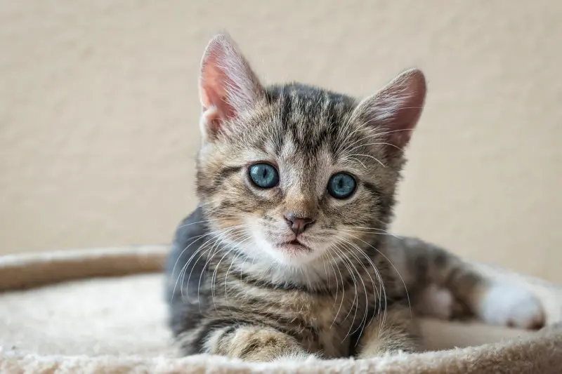 ▲新加坡政府將在今年9月1日開放組屋居民養貓，每戶家庭最多可養2隻貓。（圖／取自Pixabay）