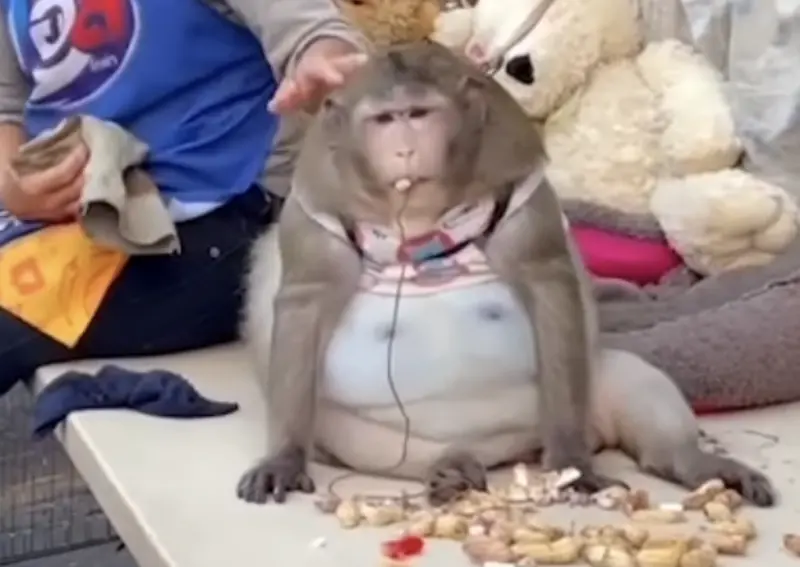 泰國「最肥獼猴」每天吃垃圾食物　年僅6歲、重19公斤胖死