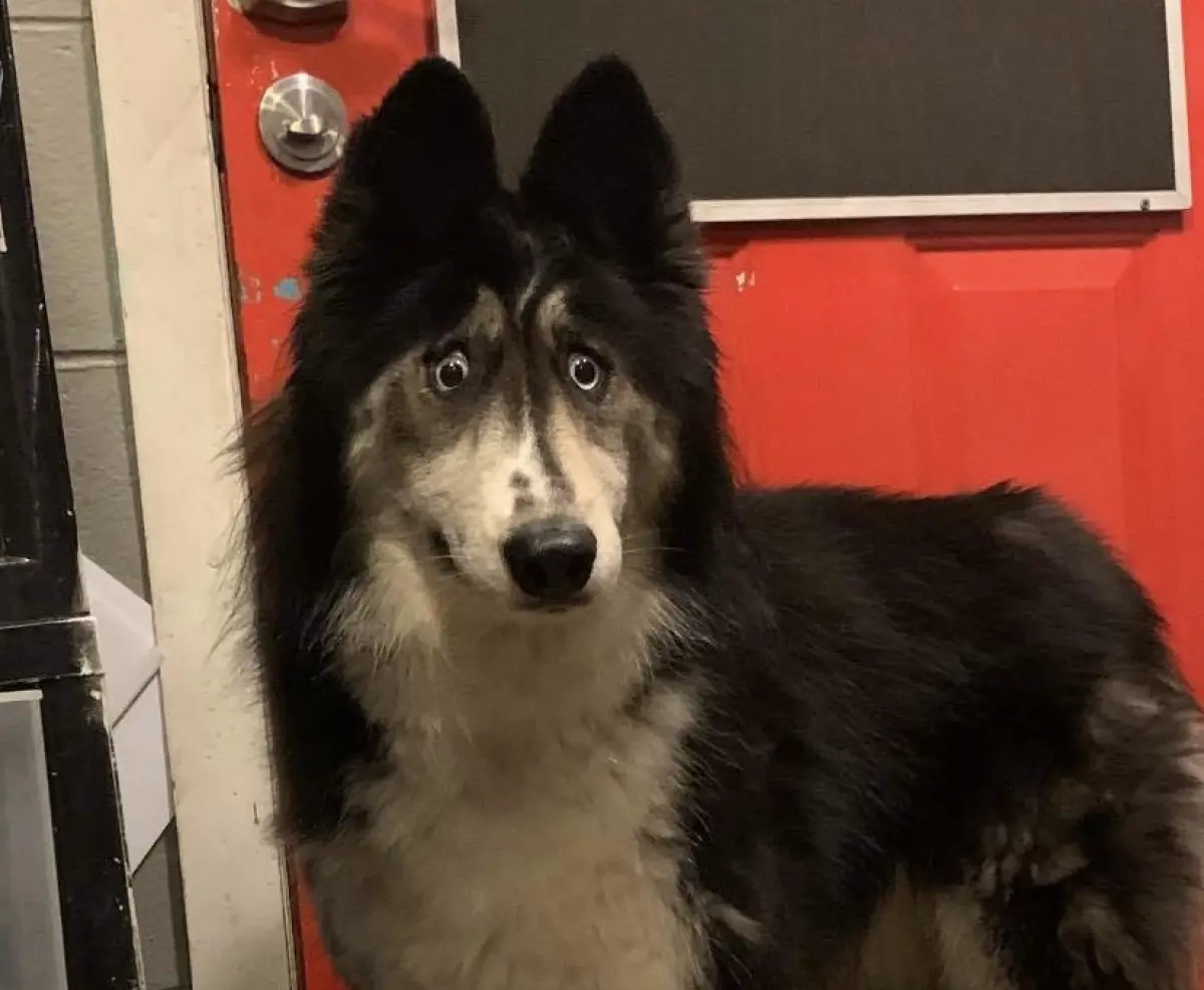 ▲哈士奇朱比利因為天生擁有擁有鬥雞眼，被犬舍客人多次嘲笑「長太好笑」，慘遭業者嫌棄「賣相太差」而無情棄養。（圖／翻攝自臉書）