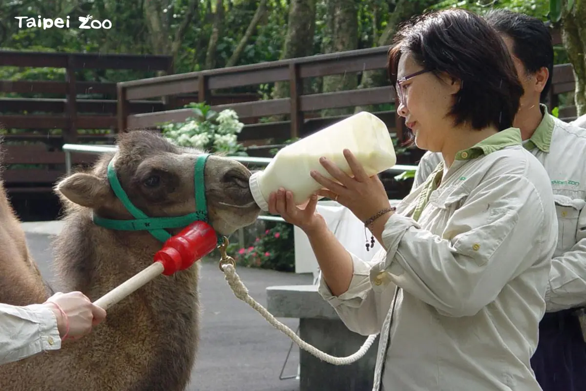 ▲北市立動物園非洲動物區雙峰駱駝「煙雨」。（圖／翻攝北市動物園臉書）