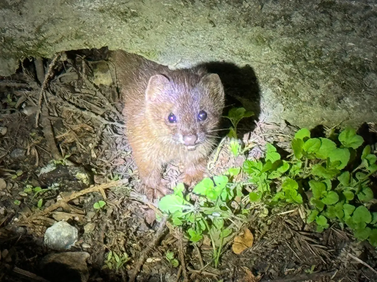 ▲位於台中市和平區的武陵農場內，近期有遊客拍到了黃鼠狼的可愛身影。（圖／翻攝武陵農場臉書）