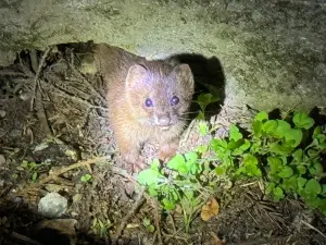 「黃鼠狼」現蹤武陵農場!緊盯鏡頭超萌 眾驚嘆:看起來不狡猾啊