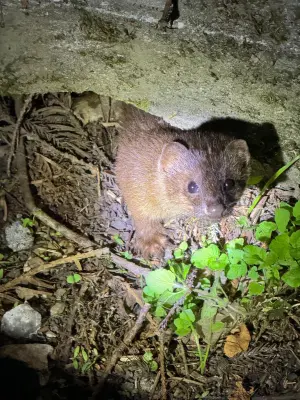 ▲武陵農場也提醒遊客，切勿餵食野生動物，並把廚餘垃圾帶下山防止取食，以免動物改變覓食習性。