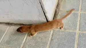 ▲台灣小黃鼠狼的模樣與一般黃鼠狼有著不小差異。(圖/翻攝鄭明典臉書) ▲台灣小黃鼠狼的模樣與一般黃鼠狼有著不小差異。(圖/翻攝鄭明典臉書)