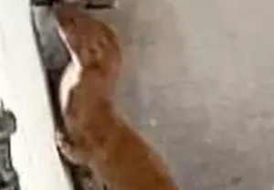 ▲台灣小黃鼠狼的腹部從喉腮至鼠鼷部全為白色,體型細長。(圖/翻攝鄭明典臉書) ▲台灣小黃鼠狼的腹部從喉腮至鼠鼷部全為白色,體型細長。(圖/翻攝鄭明典臉書)
