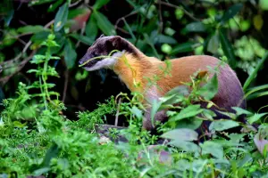 ▲稀有保育類野生動物「黃喉貂」，常與黃鼠狼互相被誤認。（圖／翻攝武陵農場臉書）