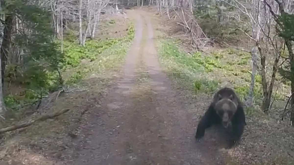 ▲北海道一名50多歲男子近日採野菜時遭到棕熊攻擊。（圖／翻攝自X）
