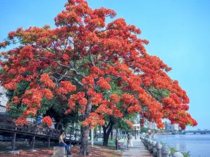 浪漫520遊高雄　愛河鳳凰花盛開散步賞花嚐美食
