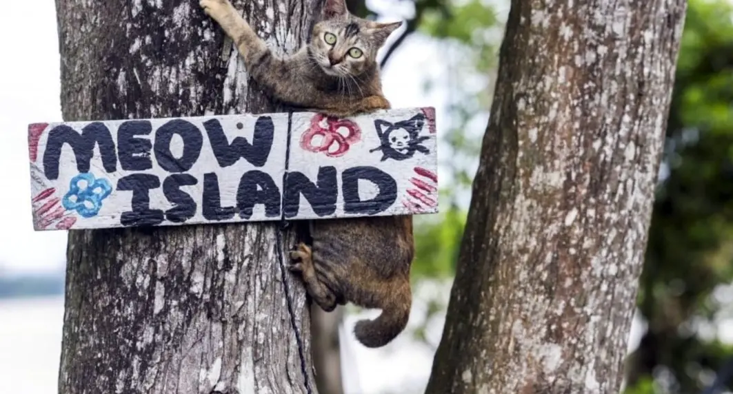 ▲馬來西亞有一座貓島，專門收留流浪貓。（圖／翻攝自臉書）
