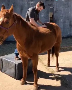 ▲惠特利熱衷於研究動物骨骼構造,並替牠們進行整骨治療。(圖/翻攝TikTok@dr.joren_whitley) ▲惠特利熱衷於研究動物骨骼構造,並替牠們進行整骨治療。(圖/翻攝TikTok@dr.joren_whitley)