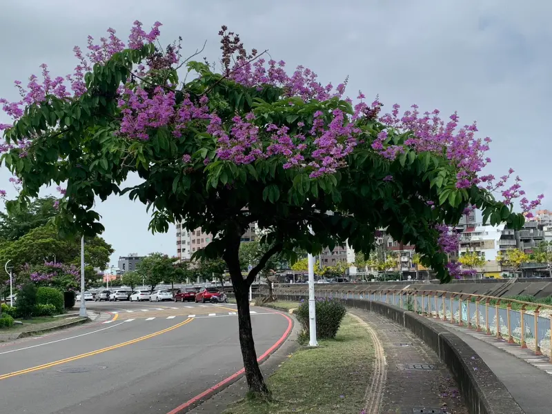 ▲受台中人喜歡的路樹，第三名是大花紫薇。（圖／台中市政府提供，2024.05.16）
