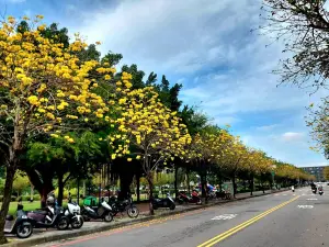 ▲常見的黃花風鈴木，未排進台中人喜歡的行道樹前三名。（圖／台中市政府提供，2024.05.16）