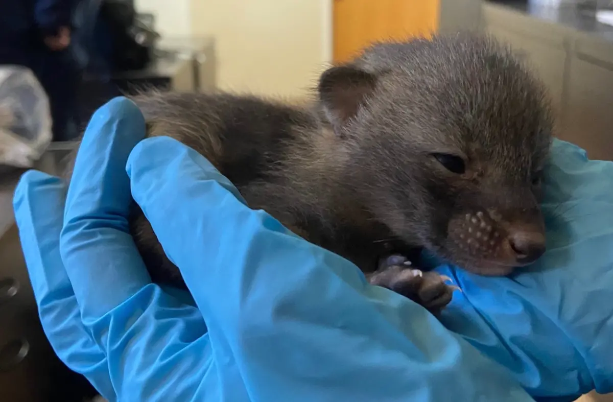 ▲前在美國亞利桑那州，就有民眾家中庭院出現一窩灰色奶貓，一段時間都沒看到媽媽現身，讓他們決定通知動物協會到場處理。