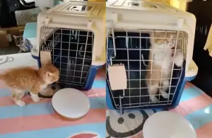▲大陸飼主養到一隻天才兒童橘貓,不僅聽懂他全部指示,還會自己開門進籠子、關門。(圖/微博) ▲大陸飼主養到一隻天才兒童橘貓,不僅聽懂他全部指示,還會自己開門進籠子、關門。(圖/微博)