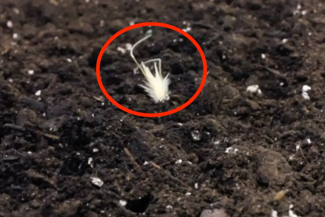 ▲科學家研發出一款名為HybriBot的「生物混合微型機器人」，重量僅有60毫克，大小宛如小型昆蟲，能夠在人力所難及的地區進行播種。（圖／翻攝自美聯社 via Viral Press影片截圖）