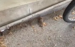 ▲這隻小動物躺在社區路邊,媽媽卻消失長達10小時,讓著急的女子決定帶牠回家。(圖/翻攝微博) ▲這隻小動物躺在社區路邊,媽媽卻消失長達10小時,讓著急的女子決定帶牠回家。(圖/翻攝微博)