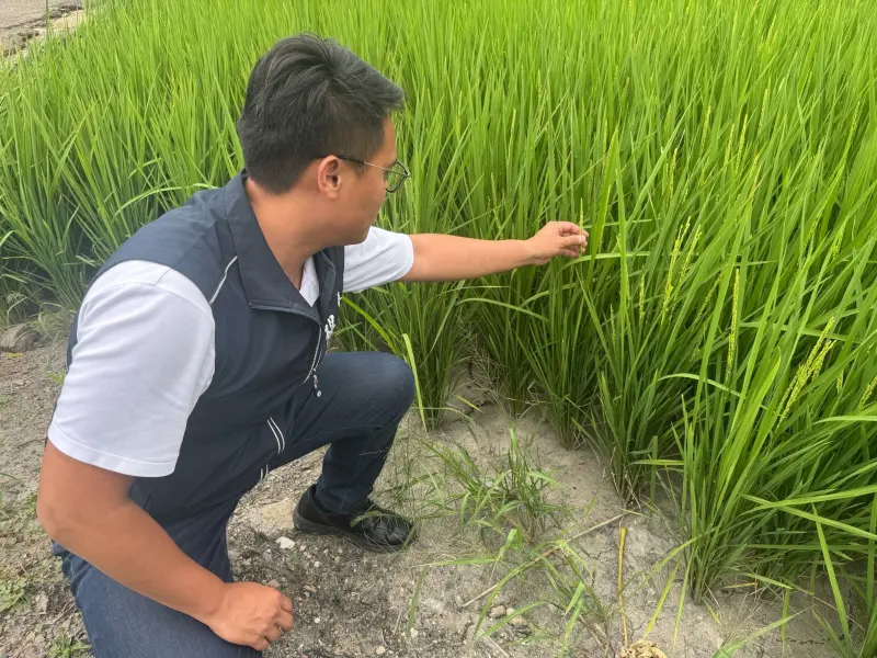 ▲議員楊大鋐指出，近期台中有許多的農田面臨缺水的問題(圖／楊大鋐提供2024.5.20)