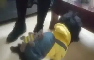 ▲走失的黑貴賓狗找到了!本尊的穿搭與尋狗公告中的「靈魂畫像」非常相向,讓不少網友都向飼主道歉。(圖/微博) ▲走失的黑貴賓狗找到了!本尊的穿搭與尋狗公告中的「靈魂畫像」非常相向,讓不少網友都向飼主道歉。(圖/微博)