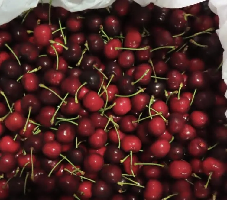 美國進口「紅櫻桃」檢出禁用農藥　逾2000公斤全數退運、銷毀