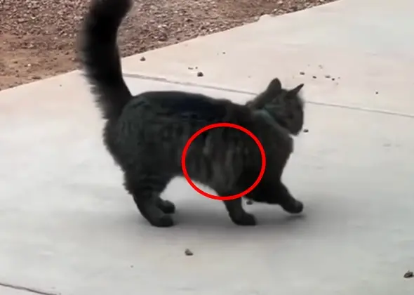 ▲眼尖網友發現，老鼠（紅圈處）就掛在貓咪右側身上。影片38秒處最明顯。（圖／翻攝美西太太臉書）