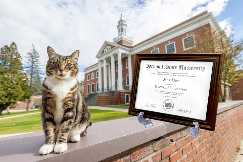▲一隻名叫Max的虎斑貓獲得「文學榮譽博士」學位，牠在4年之間天天到校聽課、睡午覺，出席率甚至比許多同學還要高。（圖／翻攝臉書Vermont State University）