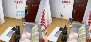 ▲一隻哈士奇乖乖幫主人拿外送,結果外送員多嘴要哈士奇提醒主人給好評,甚至喝斥「聽見沒有」,結果被哈士奇後腿關門夾擊,安全帽都噴飛進屋內。(圖/IG) ▲一隻哈士奇乖乖幫主人拿外送,結果外送員多嘴要哈士奇提醒主人給好評,甚至喝斥「聽見沒有」,結果被哈士奇後腿關門夾擊,安全帽都噴飛進屋內。(圖/IG)