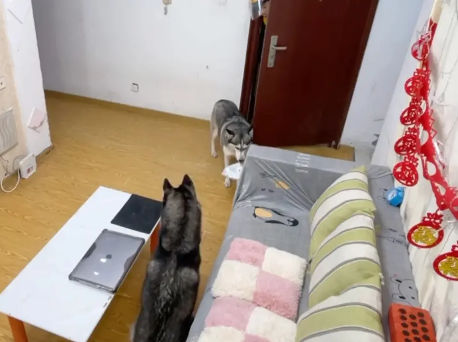 ▲中國一名飼主用監視器出聲要二哈幫忙拿外送，意外拍到愛犬與外送員爆笑互動。（圖/IG）