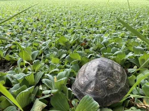 ▲斑龜生活在低海拔水域,成年個體可長至20~30公分,為台灣體型最大的淡水龜。(圖/新北市動保處提供) ▲斑龜生活在低海拔水域,成年個體可長至20~30公分,為台灣體型最大的淡水龜。(圖/新北市動保處提供)
