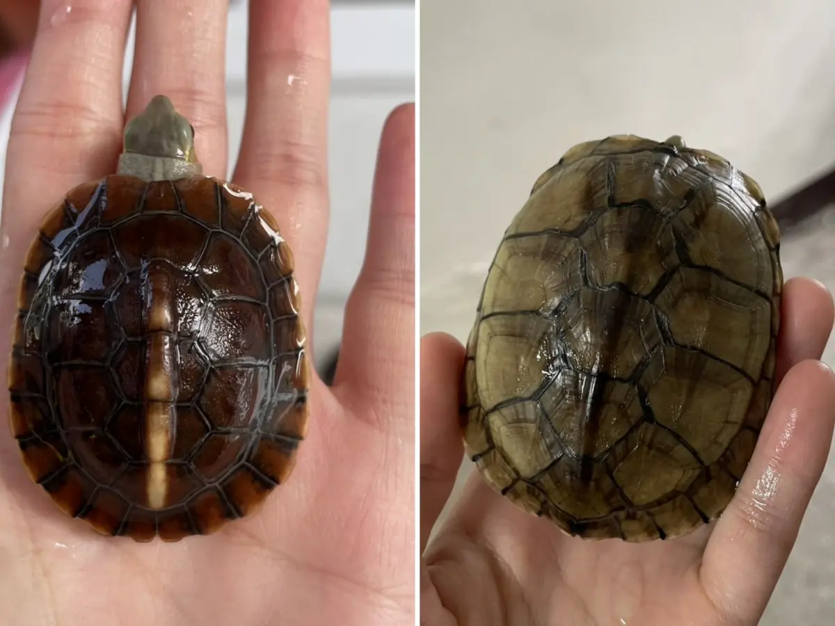 ▲今天5月23日是世界烏龜日，發現食蛇龜（左）與柴棺龜（右）千萬不能撿回家，恐面臨5年以下徒刑併科100萬以下罰金。（圖／新北市動保處提供）