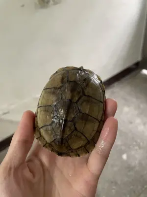 ▲柴棺龜頭部綠褐色,眼睛後方有一道黃綠色條帶,屬於半水棲性的淡水龜。(圖/新北市動保處提供) ▲柴棺龜頭部綠褐色,眼睛後方有一道黃綠色條帶,屬於半水棲性的淡水龜。(圖/新北市動保處提供)