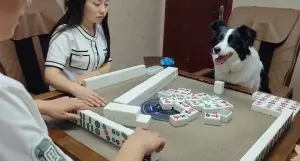 邊境牧羊犬上桌打麻將!「牌技超強」會吃碰槓 下秒狂叫:我胡了