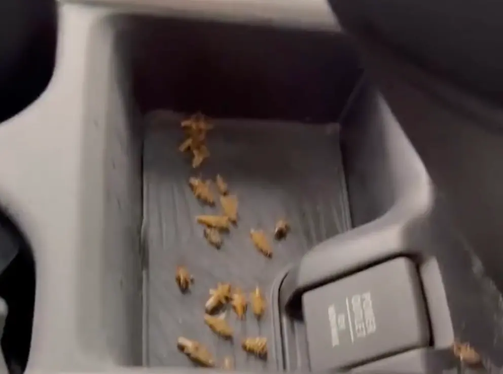 ▲近期有洗車業者分享經手「蟑螂車」的慘痛過程。（圖／爆料公社）