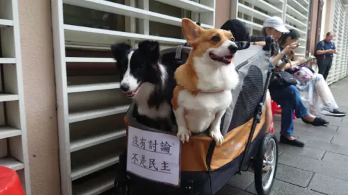 ▲立法院抗議，也有狗狗參加。（圖／記者林調遜攝）