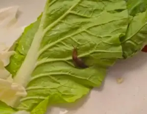 火鍋白菜驚見活蛞蝓!錢都致歉 北市衛生局將派員稽查