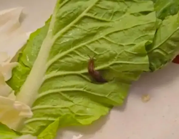 ▲民眾到內湖IKEA內的火鍋店用餐時，發現菜葉上有蛞蝓。（圖／翻攝自Dcard）