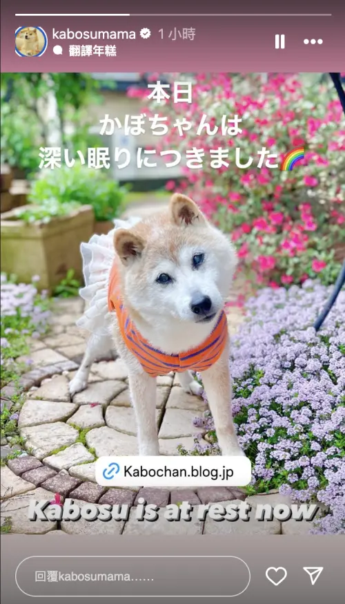 ▲(圖/IG_Kabosumama) ▲(圖/IG_Kabosumama)